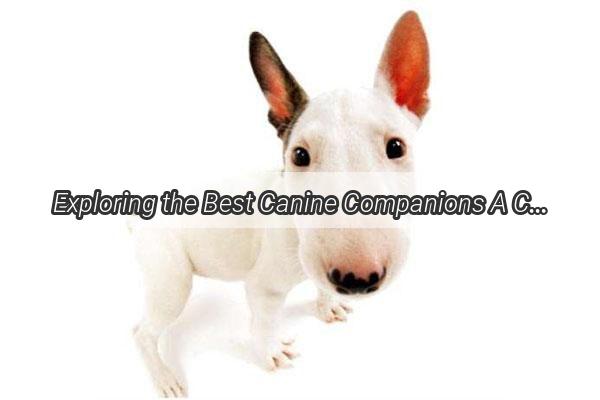 Exploring the Best Canine Companions A Comprehensive Guide to Dog Breeds Allowed in Nanjing